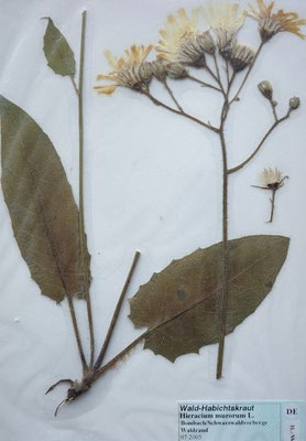 Hieracium murorum / Wald-Habichtskraut  (07/2005; Brombach; Schwarzwaldvorberge)