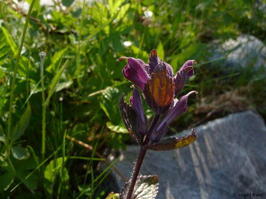 Bartsia alpina - Alpenhelm (Nordnorwegen)