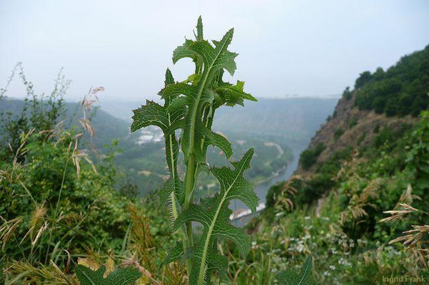 Lactuca serriola / Kompass-Lattich