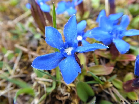 Gentiana verna / Frühlings-Enzian
