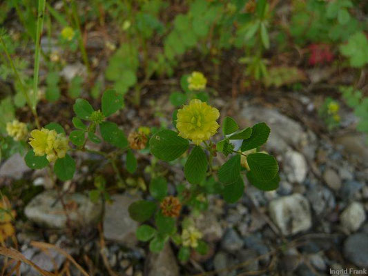 Trifolium campestre / Feld-Klee