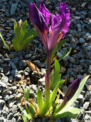 Iris pumila / Zwerg-Schwertlilie (06.05.2016; Botanischer Garten Adorf im Vogtland)