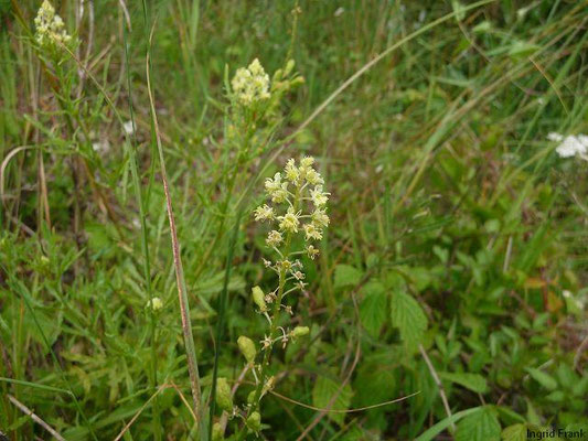 Reseda lutea / Gelbe Resede