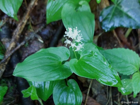 Maianthemum bifolium / Zweiblättrige Schattenblume (12.05.2026; Trentino, Valsugana)