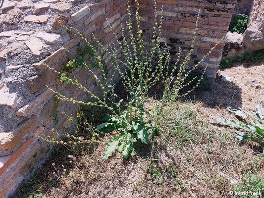 Verbascum sinuatum / Gewelltblättrige Königskerze  (28.08.2024; Italien, Ostia Antica)