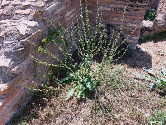 Verbascum sinuatum / Gewelltblättrige Königskerze  (28.08.2024; Italien, Ostia Antica)