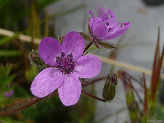 Erodium cicutarium / Gewöhnlicher Reiherschnabel    (13.08.2011; Hartmannsweilerkopf)