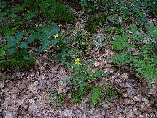 Mycelis mrualis / Mauerlattich