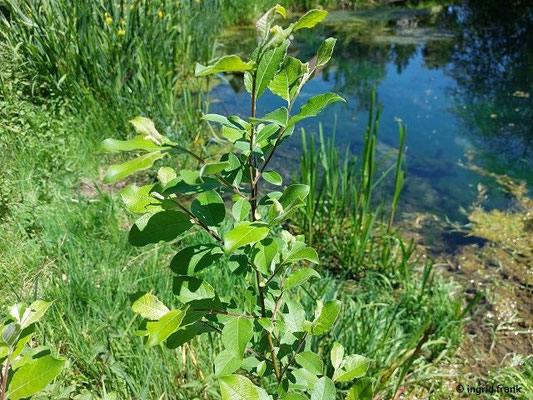22.05.2026 - Urspring, Lonequelltopf