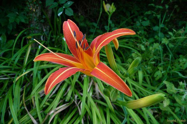 Hemerocallis (15 Arten)