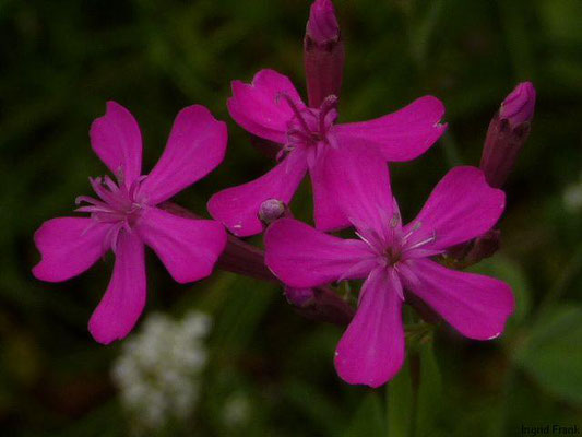 Silene armeria - Nelken-Leimkraut    VI-IX
