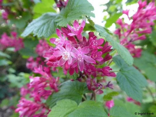 Ribes sanguineum / Blut-Johannisbeere