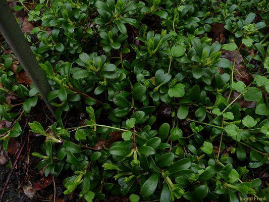 Arctostaphylos uva-ursi / Echte Bärentraube
