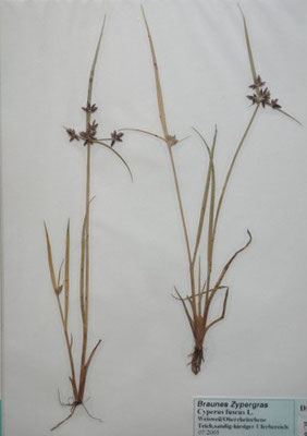 Cyperus fuscus / Braunes Zypergras   VII-IX   (Herbarium Dr. Wolf von Thun)