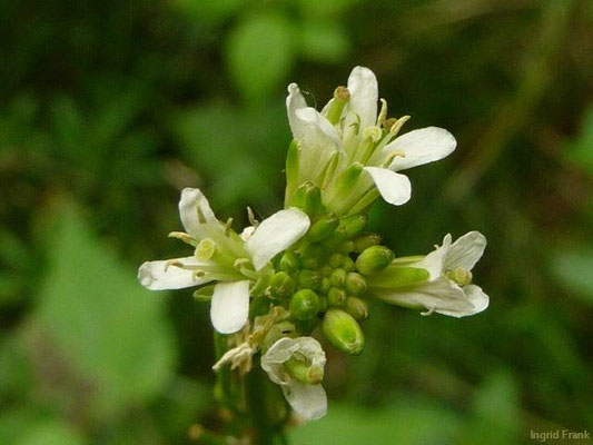 Arabis spec. (120 Arten)