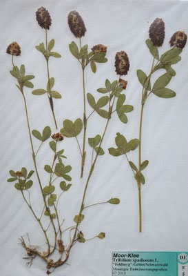 Trifolium spadiceum / Moor-Klee    (Herbarium Dr. Wolf von Thun)