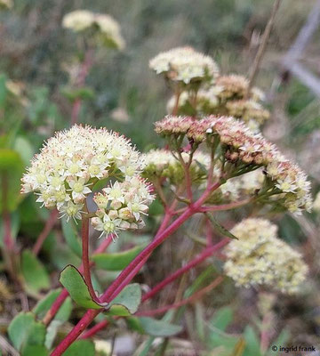 Hylotelephium maximum / Große Waldfetthenne