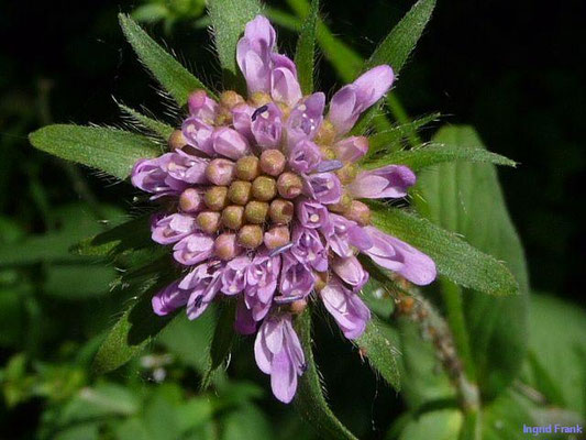 Knautia dipsacifolia ssp. dipsacifolia / Gewöhnliche Wald-Witwenblume