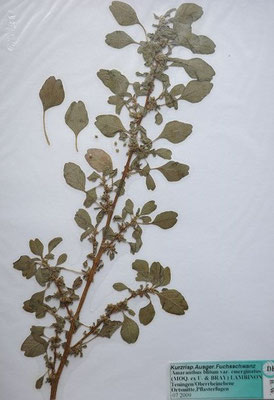 Amaranthus emarginatus / Ausgerandeter Amaranth    VI-X   (Herbarium Dr. Wolf von Thun)