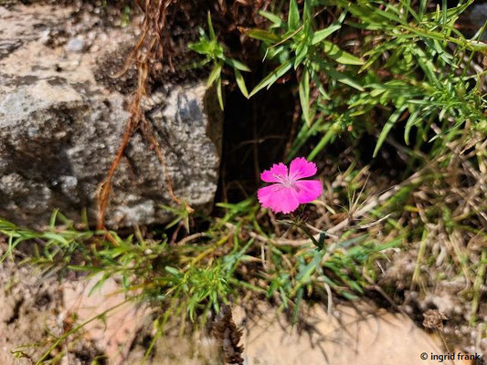 Dianthus carthusianorum / Kartuser-Nelke   (17.08.2023; Ruine Schauenburg bei Dossenheim)
