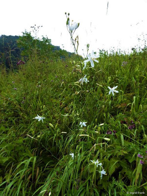 Anthericum ramosum / Ästige Graslilie    VI-VIII