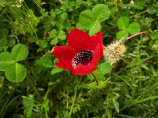 Anemone coronaria / Kronen-Anemone