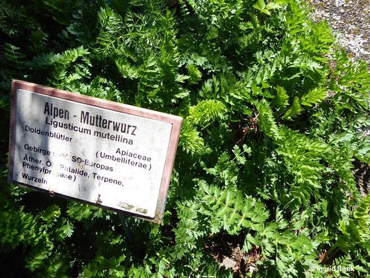 Mutellina adonidifolia / Adonisblättrige Mutterwurz  (Botannischer Garten der Universität Würzburg)    VI-VIII