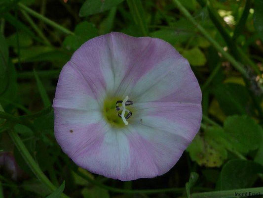 Convolvulus arvensis / Acker-Winde
