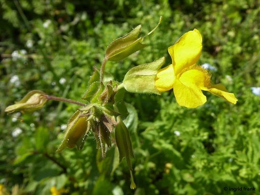 Mimulus spec. (150 Arten)