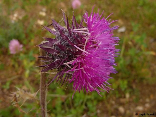 Carduus nutans / Nickende Distel    VII-IX