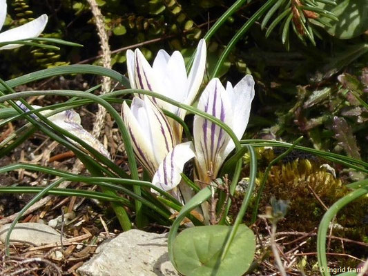 Crocus biflorus (12.03.2018; Botanischer Garten München-Nymphenburg)