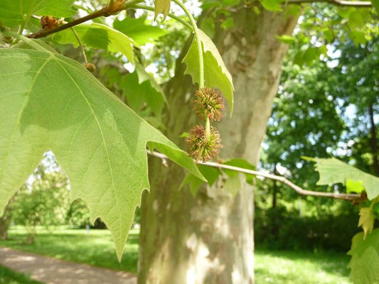 Platanus spec. (9 Arten)