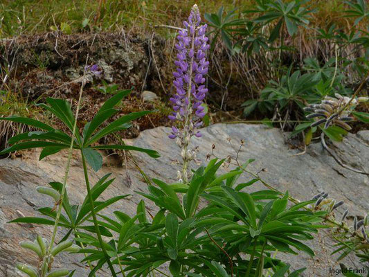 SAMEN STARK GIFTIG:  Vielblättrige Lupine / Lupinus polaphyllus    (31.08.2011)