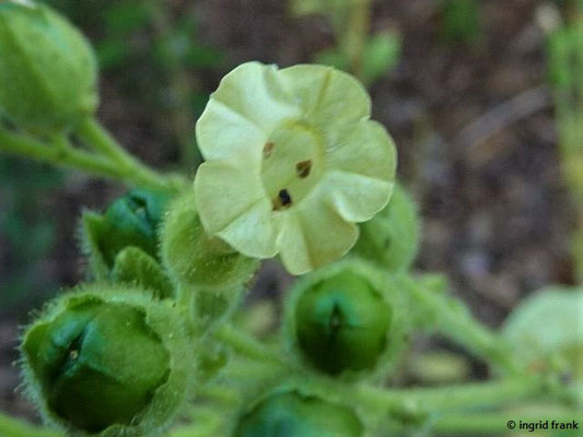 Nicotiana rustica / Bauern-Tabak (21.09.2015; Hohenheimer Gärten)