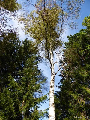 Betula pendula / Hänge-Birke, Gewöhnliche Birke    IV-V