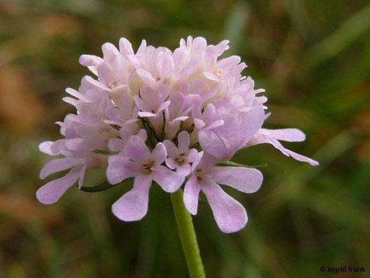 Tauben-Skabiose - Scabiosa columbaria