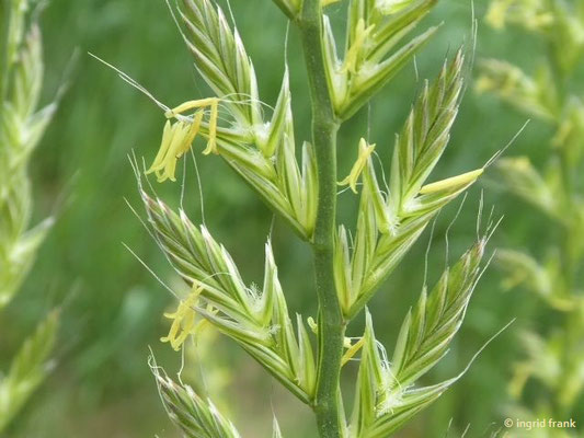 Lolium multiflorum - Italienisches Weidel- oder Raygras