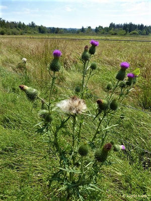 Gewöhnliche Kratzdistel mit Zitronenfalter-Besuch
