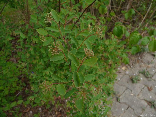 13.04.2011-Spiraea chamaedryfolia - Ulmen-Spierstrauch