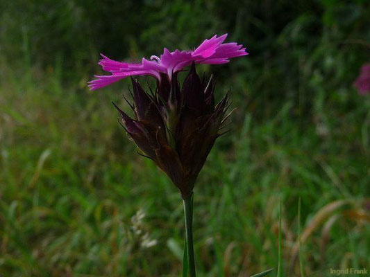 Dianthus carthusianorum / Kartäuser-Nelke    VI-IX