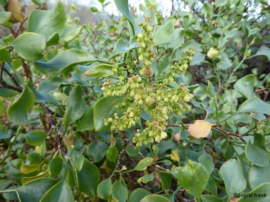 Rumex lunaria / Kanaren-Ampfer