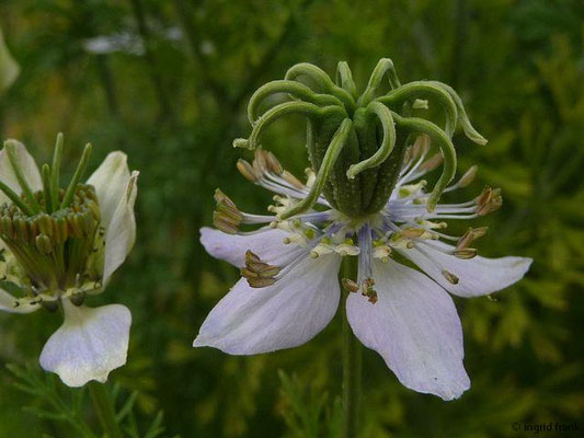 Nigella sativa / Echter Schwarzkümmel (28.06.2014 - Ausstellung 500 Jahre Konstanzer Konzil: Mittelalterlicher Kräutergarten)