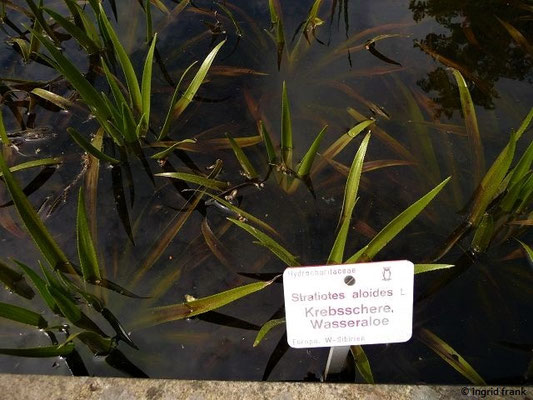 Stratiotes aloides (08.05.2015; Botanischer Garten Dresden)