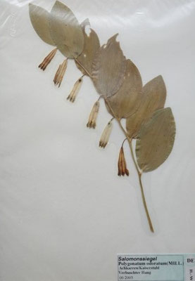 Polygonatum odoratum / Salomonsiegel  (06/2005; Achkarren) (Herbarium Dr. Wolf v. Thun)