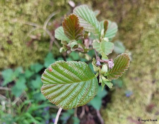 27.04.2025: Alnus glutinosa / Schwarz-Erle