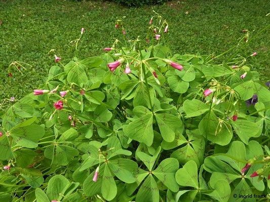 Oxalis tetraphylla / Glücksklee, Vierblättriger Klee (30.07.2022 - Botanischer Garten der Universität Basel)