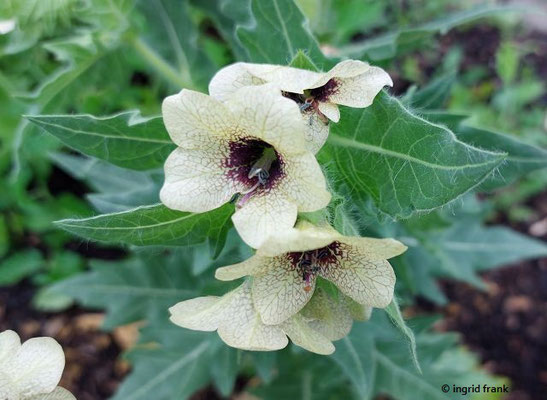 Hyoscyamus niger / Schwarzes Bilsenkraut