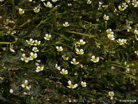 Ranunculus fluitans / Flutender Wasser-Hahnenfuß
