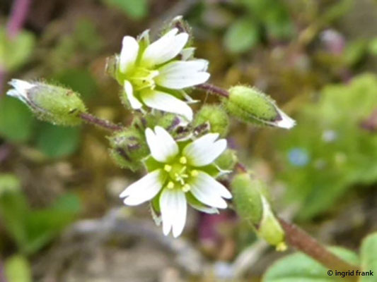 Cerastium semidecandrum - Fünfmänniges Hornkraut    III-V