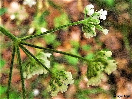 Torilis spec. (15 Arten)